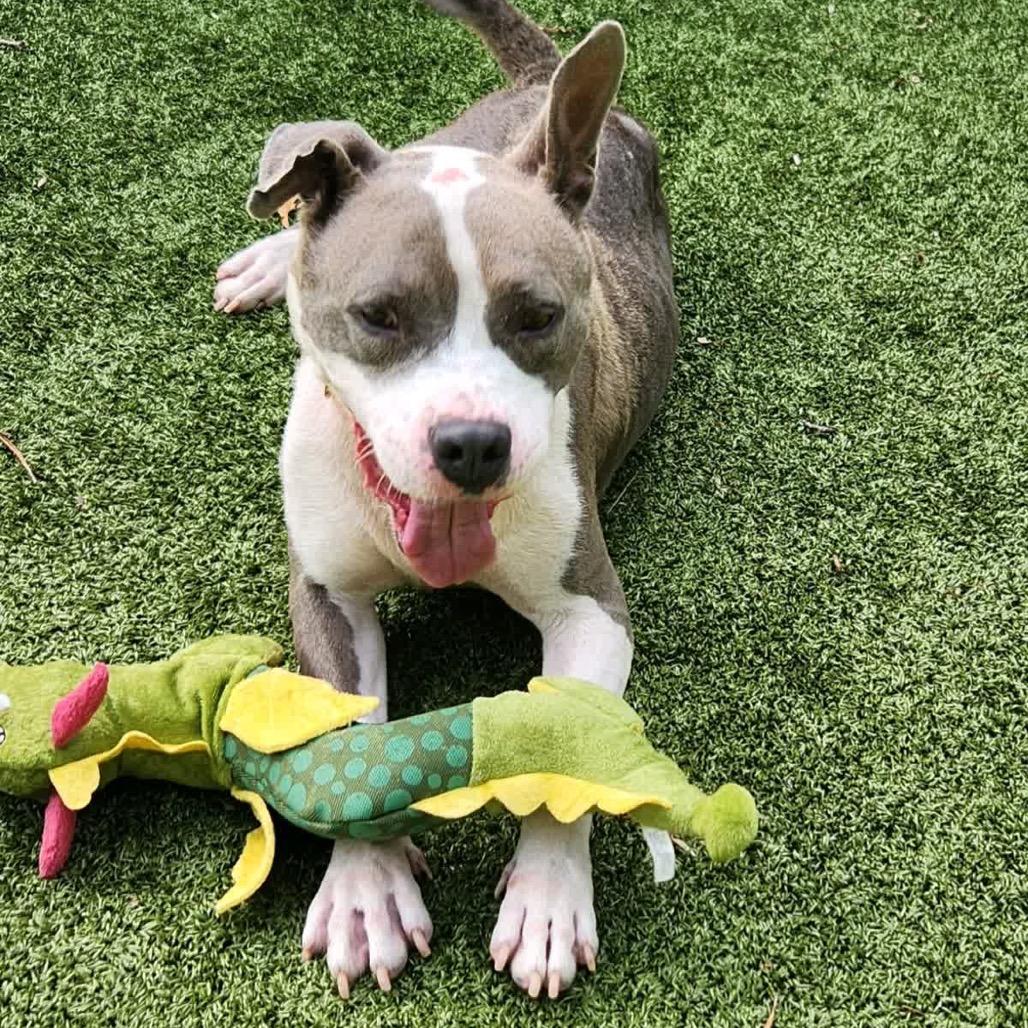 Miracle, a Adoptable Mixed Breed in Greensboro, NC image 3/5