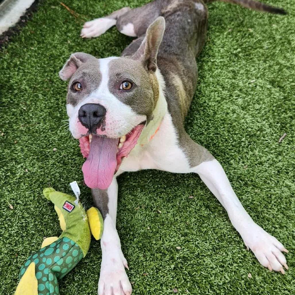 Miracle, a Adoptable Mixed Breed in Greensboro, NC image 4/5