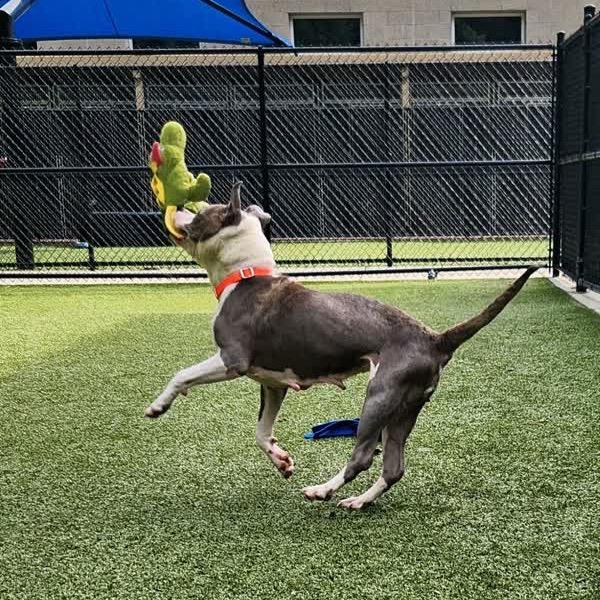 Miracle, a Adoptable Mixed Breed in Greensboro, NC image 5/5