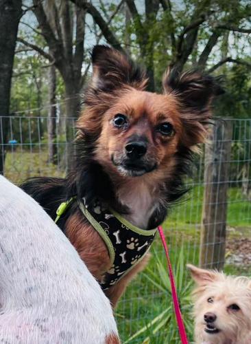 Sidney, Adoptable, Adult Male Chihuahua.