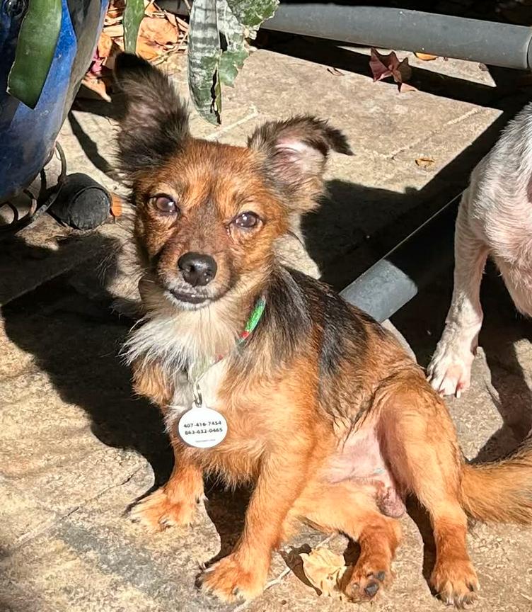 Sidney - MUST BE ADOPTED WITH CLINT, a Adoptable Chihuahua in Osteen, FL image 1/2