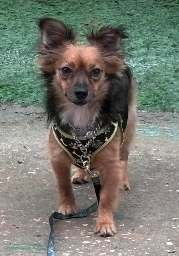 Enlarge Sidney, a Adoptable Chihuahua in Osteen, FL image 2/3