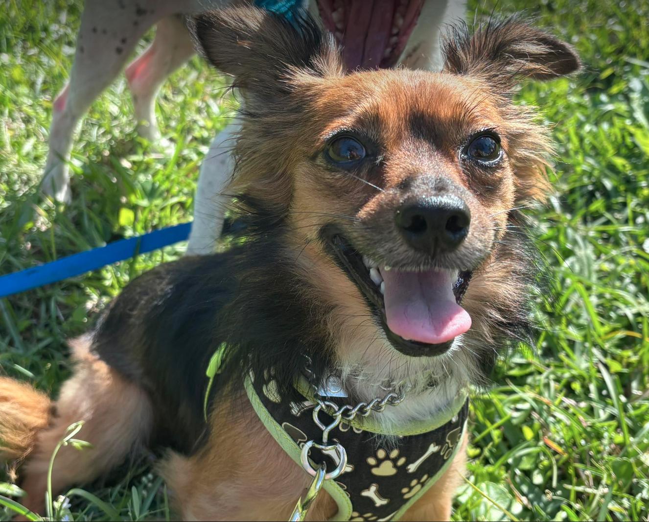 Enlarge Sidney, a Adoptable Chihuahua in Osteen, FL image 3/3