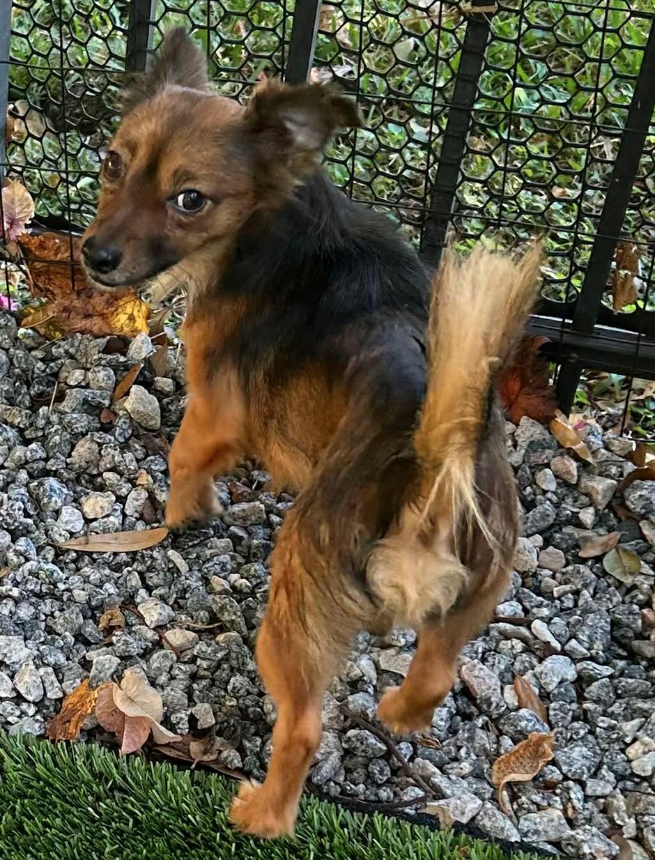 Sidney - MUST BE ADOPTED WITH CLINT, a Adoptable Chihuahua in Osteen, FL image 2/2