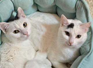 Enlarge Shiloh, a Adoptable Domestic Short Hair in Palo Alto, CA image 2/6