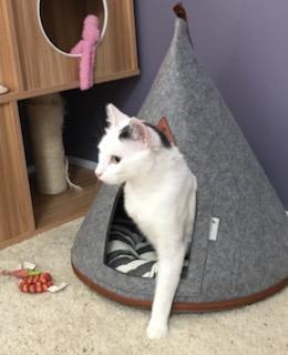 Enlarge Shiloh, a Adoptable Domestic Short Hair in Palo Alto, CA image 2/3