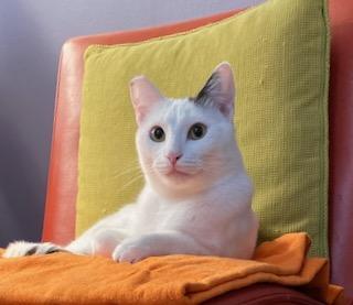 Enlarge Shiloh, a Adoptable Domestic Short Hair in Palo Alto, CA image 3/3