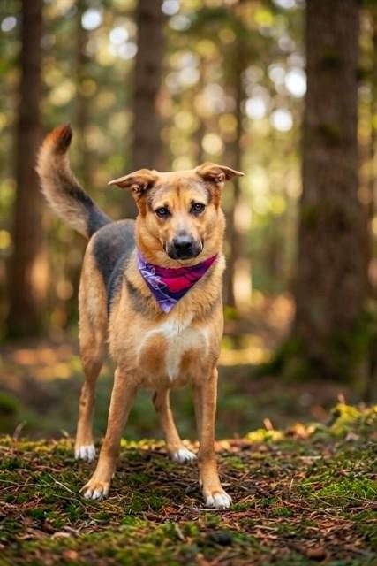 LOLA, Adoptable, Adult Female German Shepherd Dog & Mixed Breed.