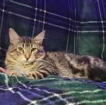 Veronica, Adoptable, Adult Female Domestic Medium Hair.