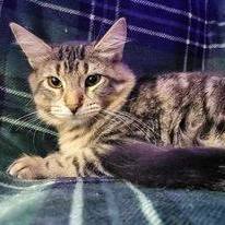 Veronica — thumbnail 2