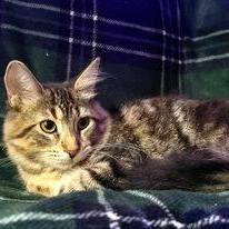 Veronica — thumbnail 4