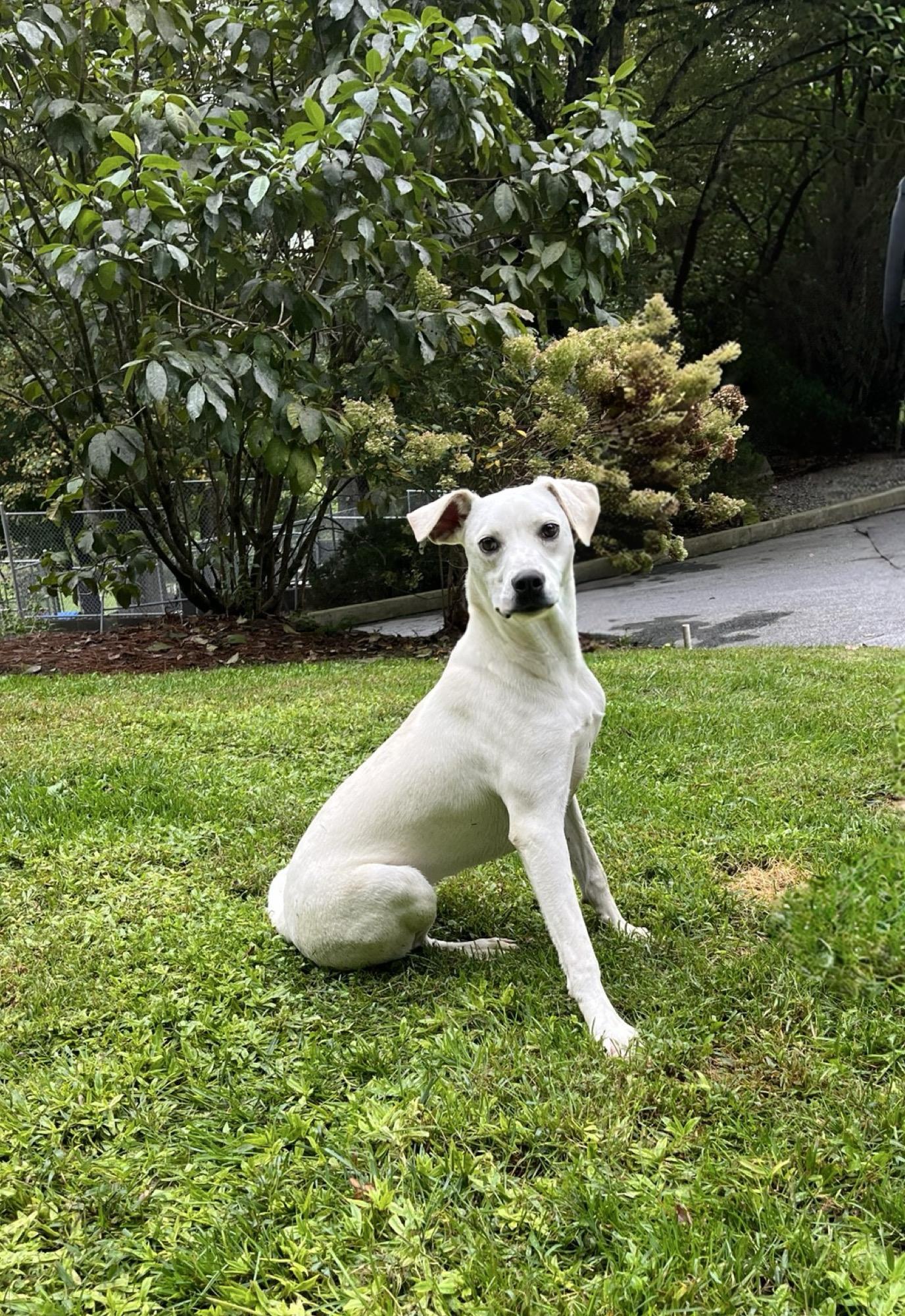 Enlarge Tiffany, a Adopted mixed breed in Cashiers, NC image 1/3