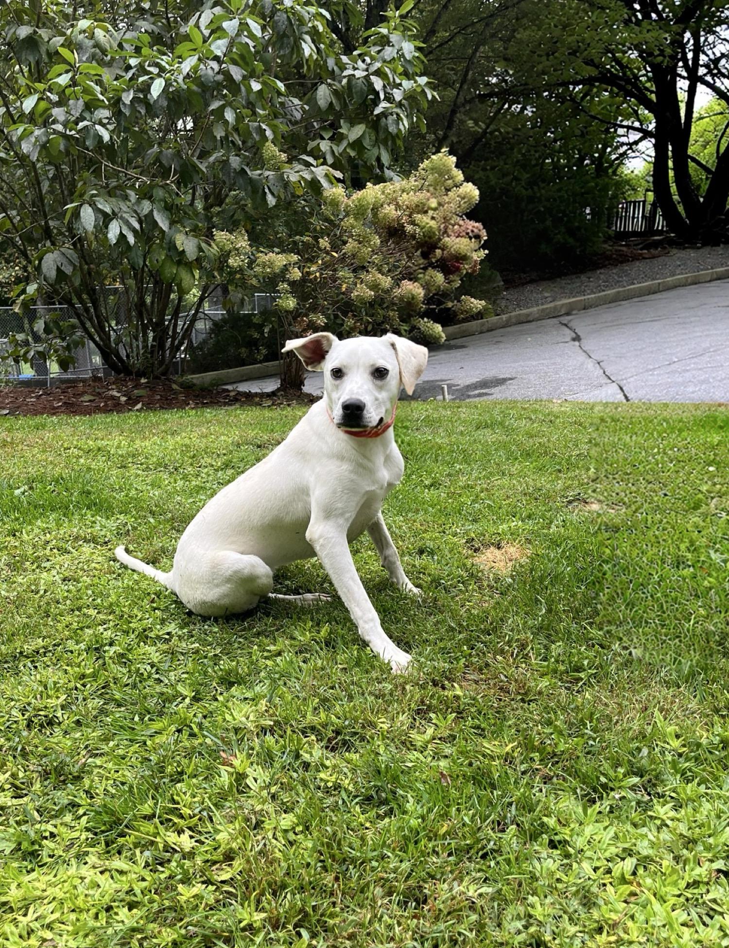 Enlarge Tiffany, a Adopted mixed breed in Cashiers, NC image 2/3