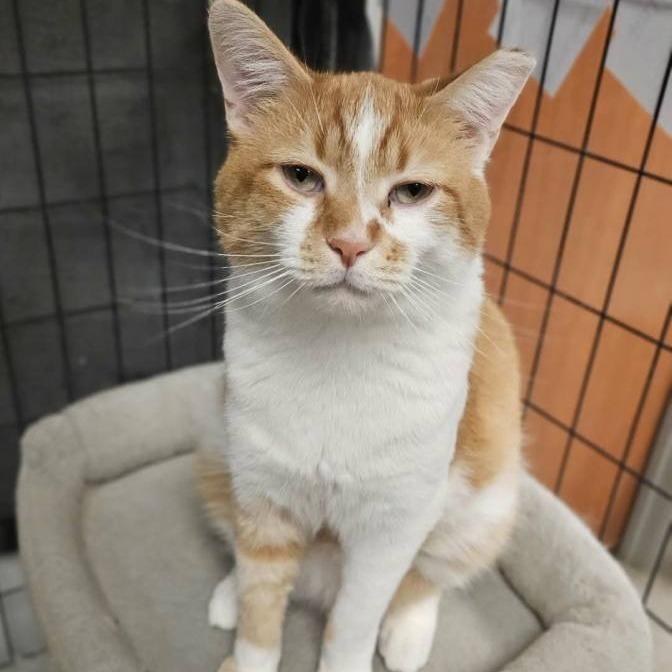 Dr. Nibbelstein, Adoptable, Adult Male Domestic Short Hair.