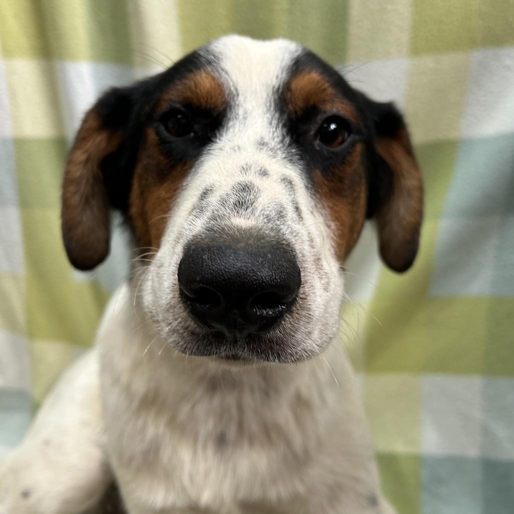 Gavin, Adoptable, Young Male Australian Cattle Dog / Blue Heeler & Mixed Breed.