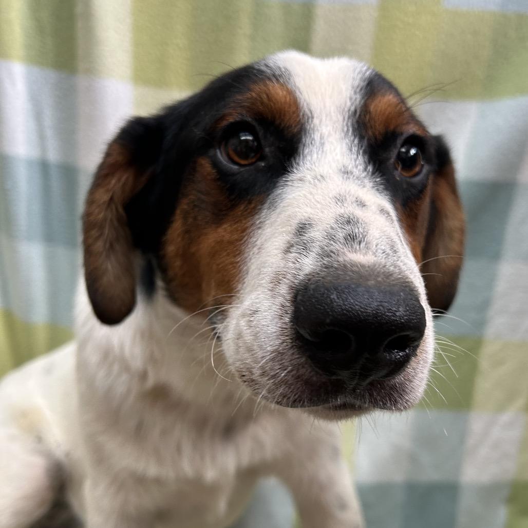 Enlarge Gavin, a Adoptable mixed breed in West Point, MS image 2/6