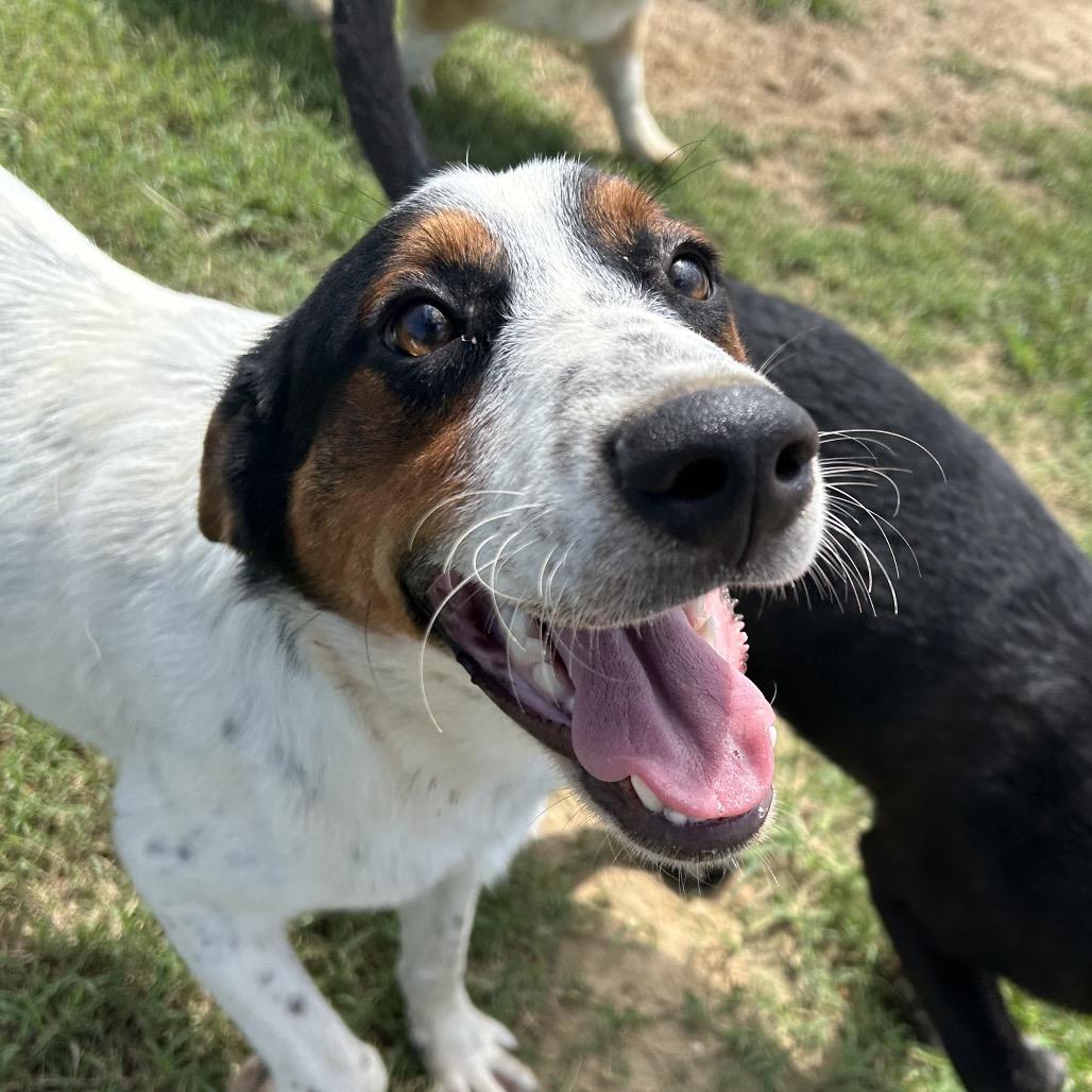 Enlarge Gavin, a Adoptable mixed breed in West Point, MS image 3/6