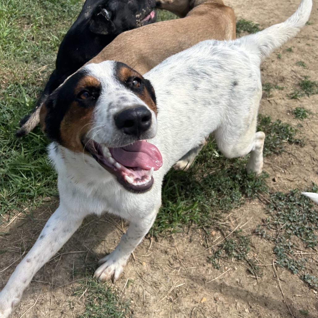 Enlarge Gavin, a Adoptable mixed breed in West Point, MS image 4/6
