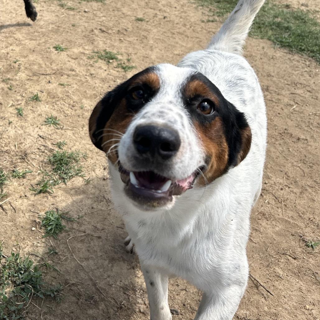 Enlarge Gavin, a Adoptable mixed breed in West Point, MS image 5/6