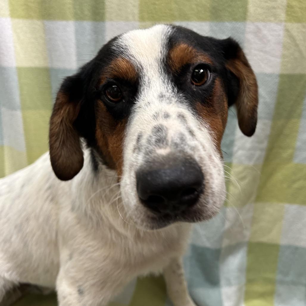 Enlarge Gavin, a Adoptable mixed breed in West Point, MS image 6/6