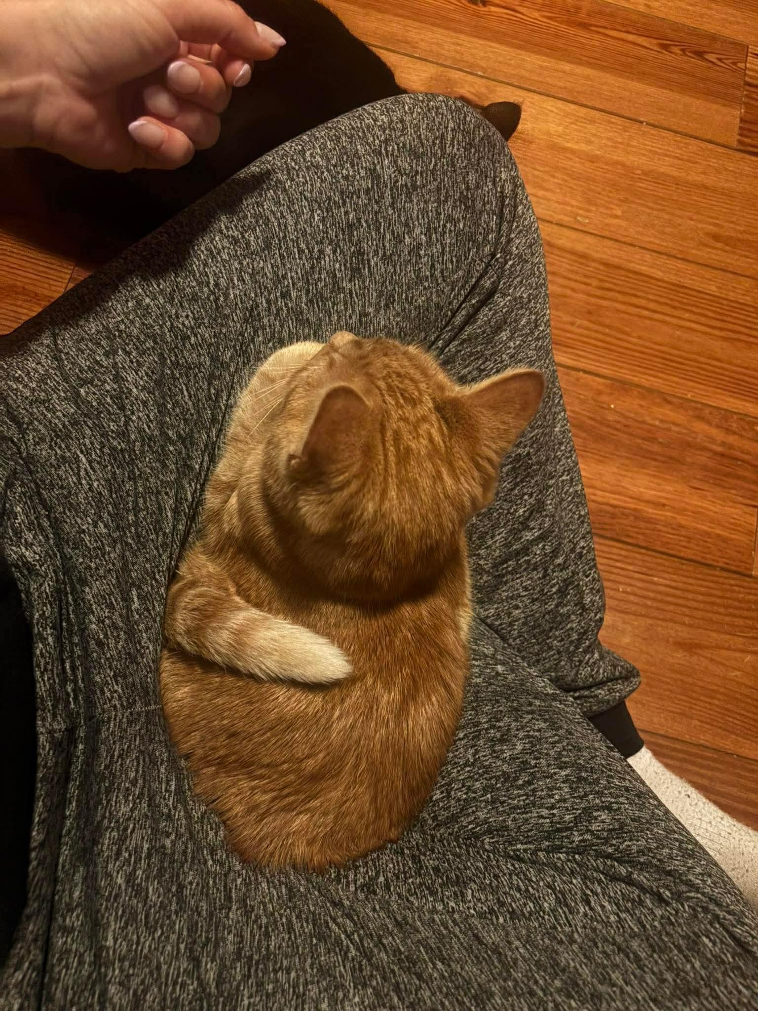 Spenser, Adoptable, Young Male Domestic Short Hair.