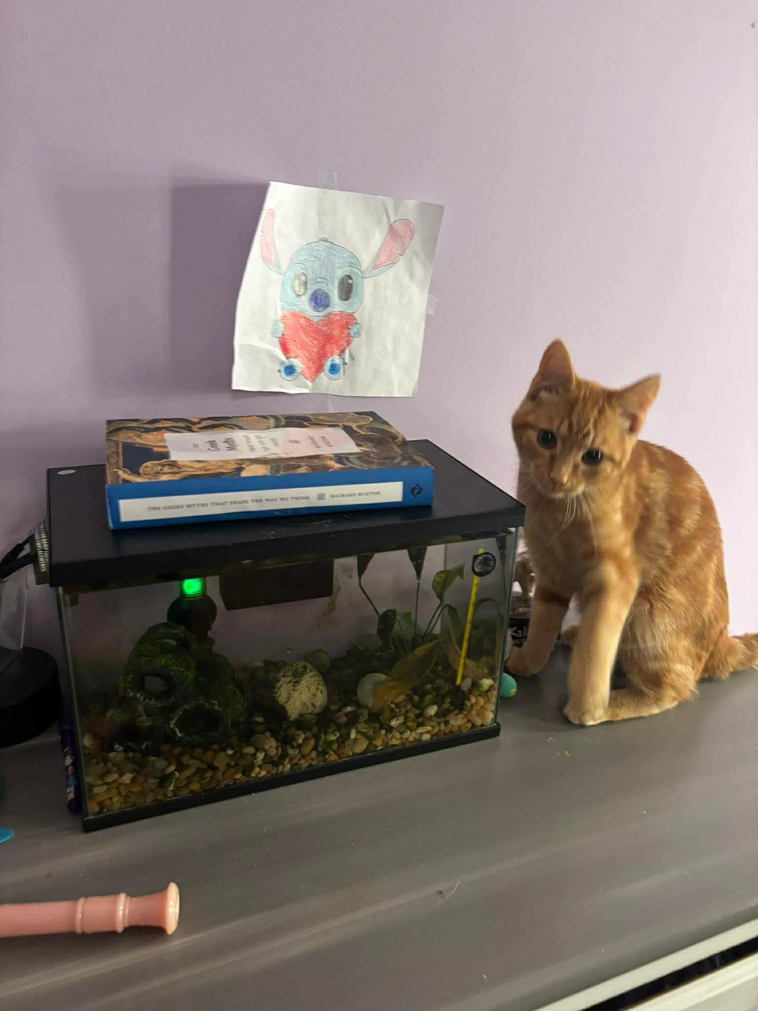 Enlarge Spenser, a Adoptable Domestic Short Hair in Sicklerville , NJ image 3/3