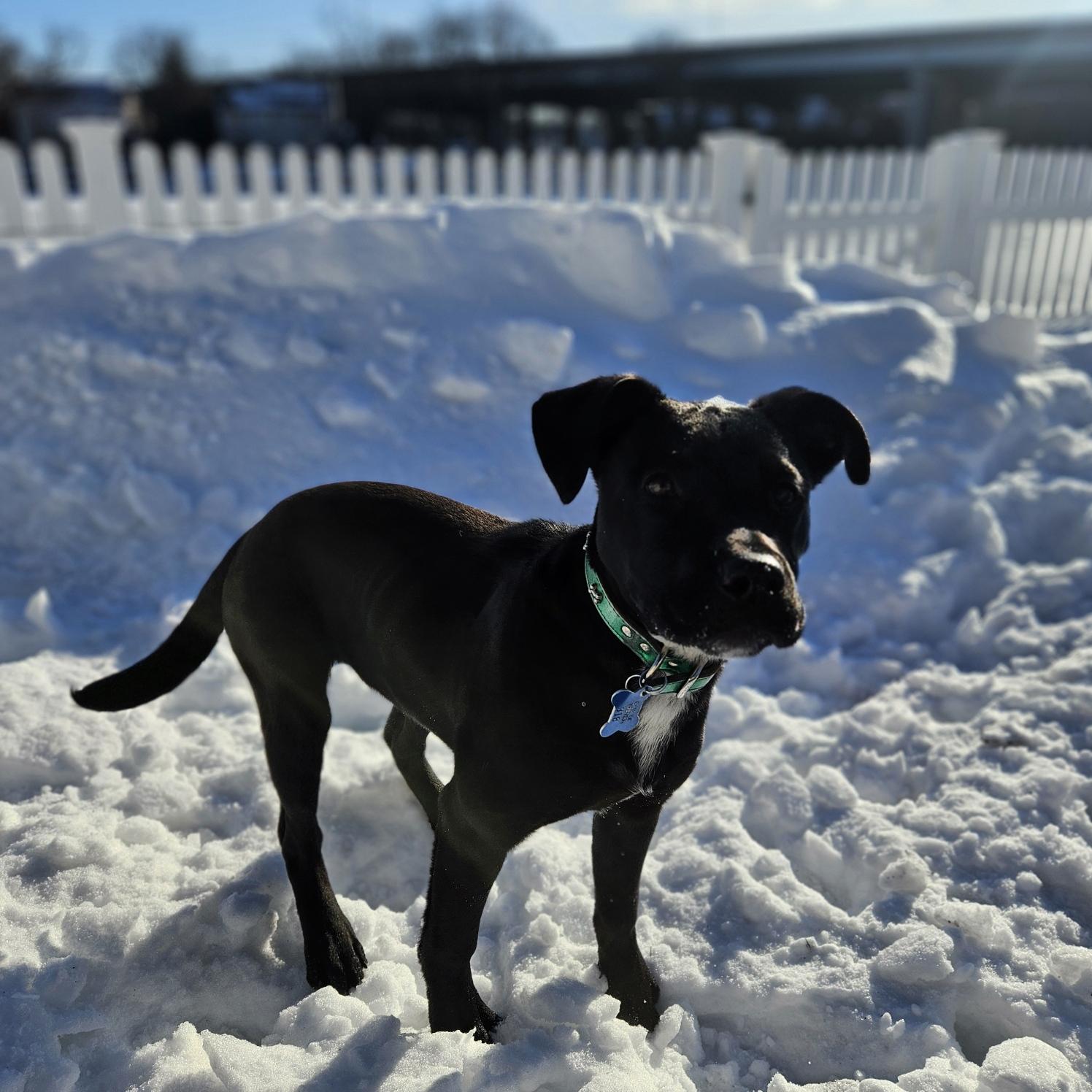 Enlarge Pea, a Adoptable mixed breed in Westport, CT image 1/6