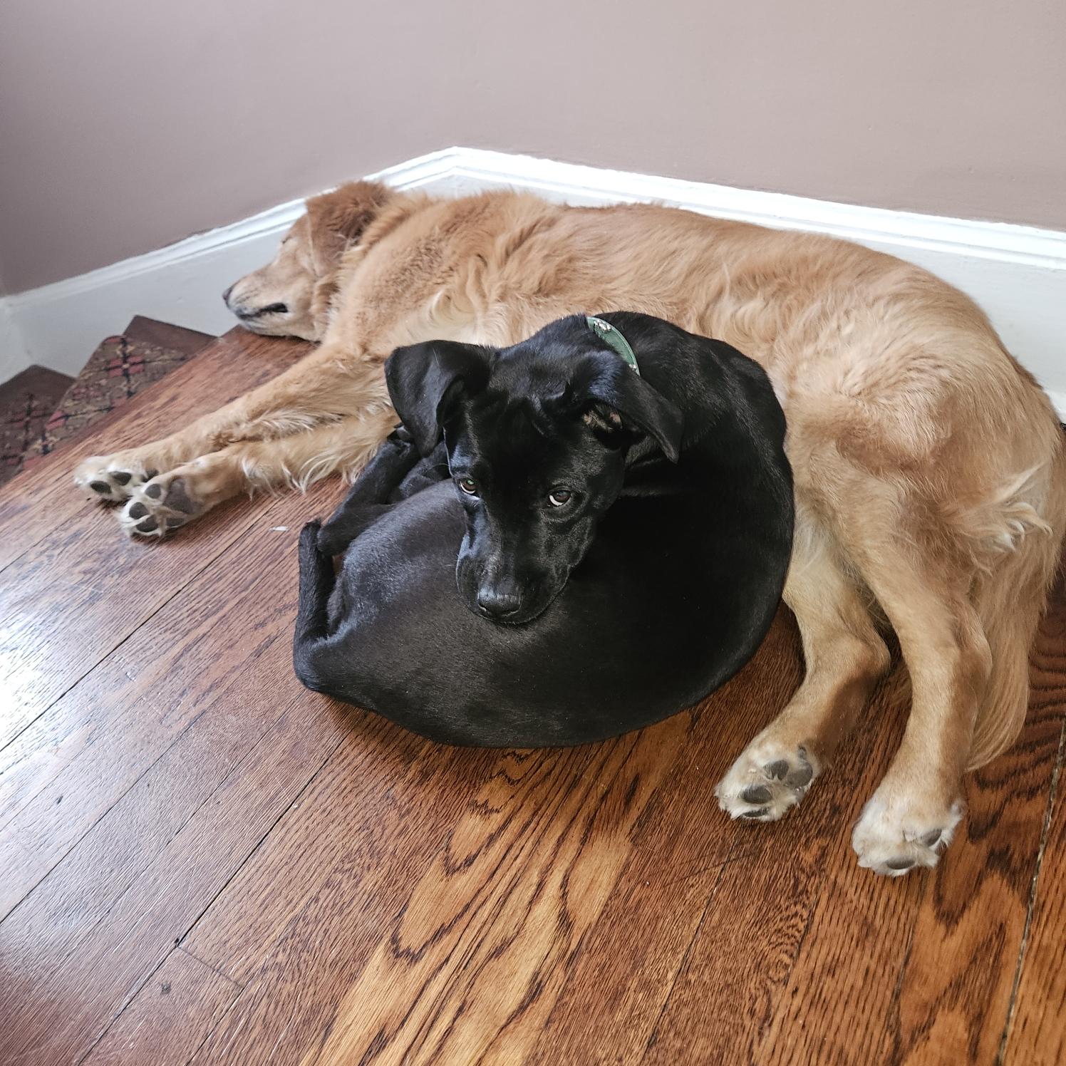 Enlarge Pea, a Adoptable mixed breed in Westport, CT image 2/6