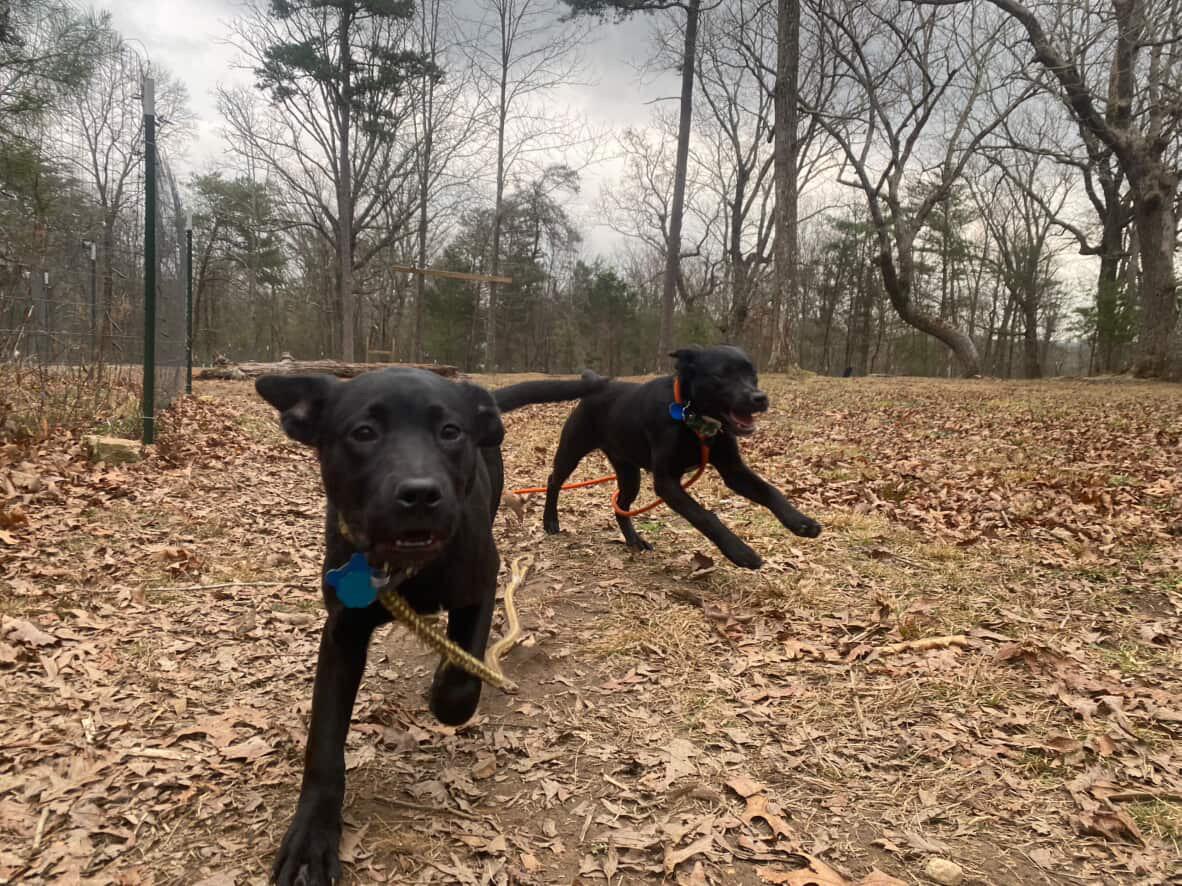 Enlarge Pea, a Adoptable mixed breed in Westport, CT image 5/6