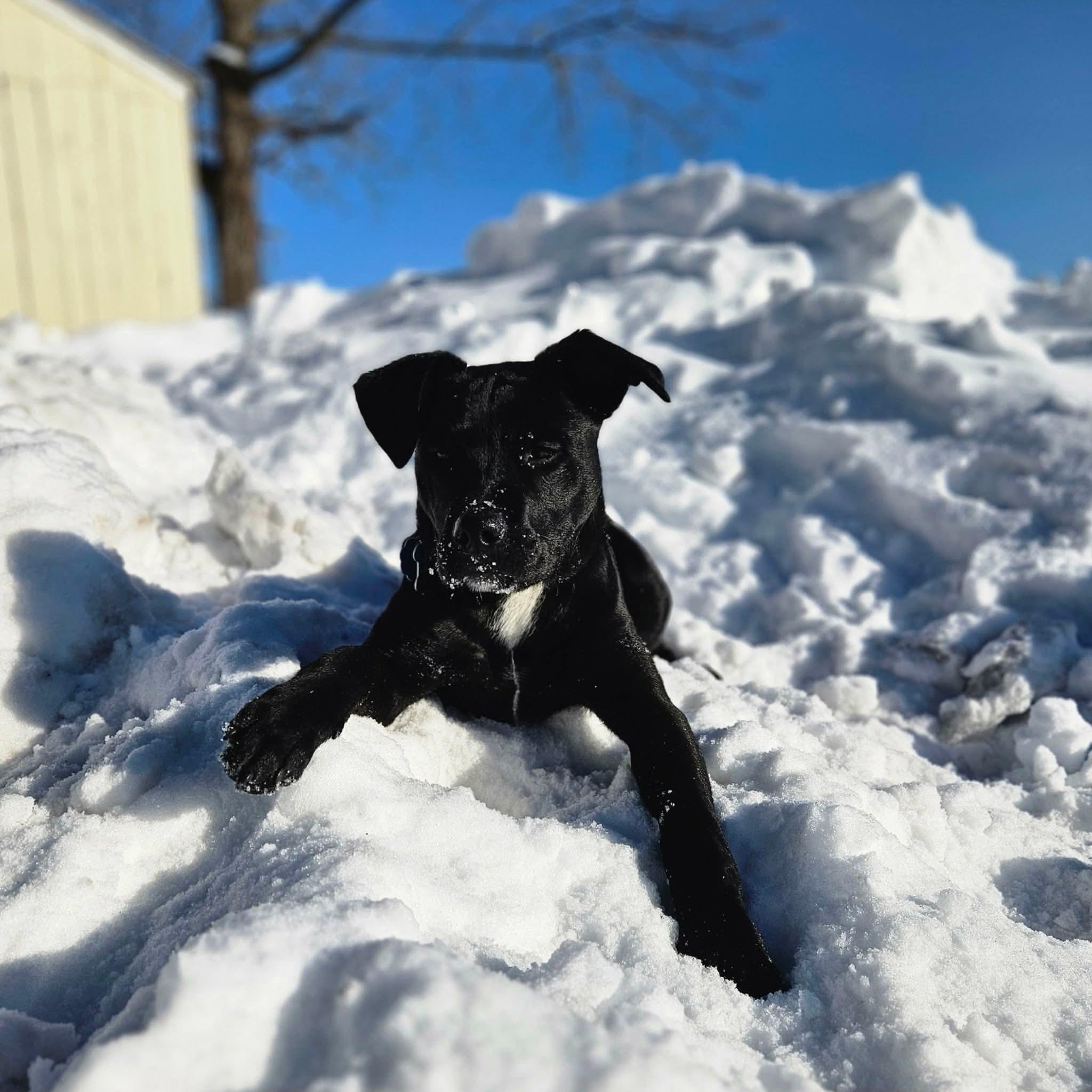 Enlarge Pea, a Adoptable mixed breed in Westport, CT image 6/6