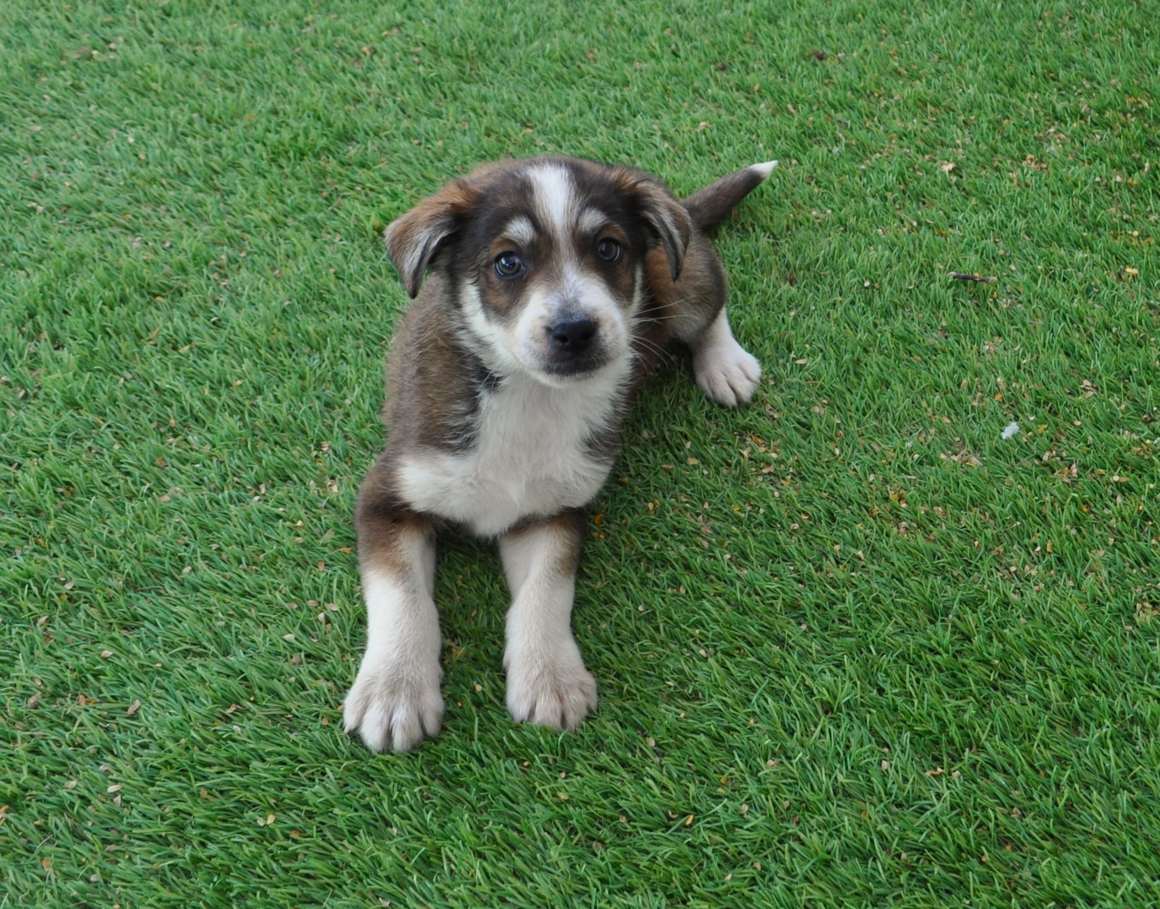 Cheer, adoptable, Puppy Male Border Collie & Cattle Dog.