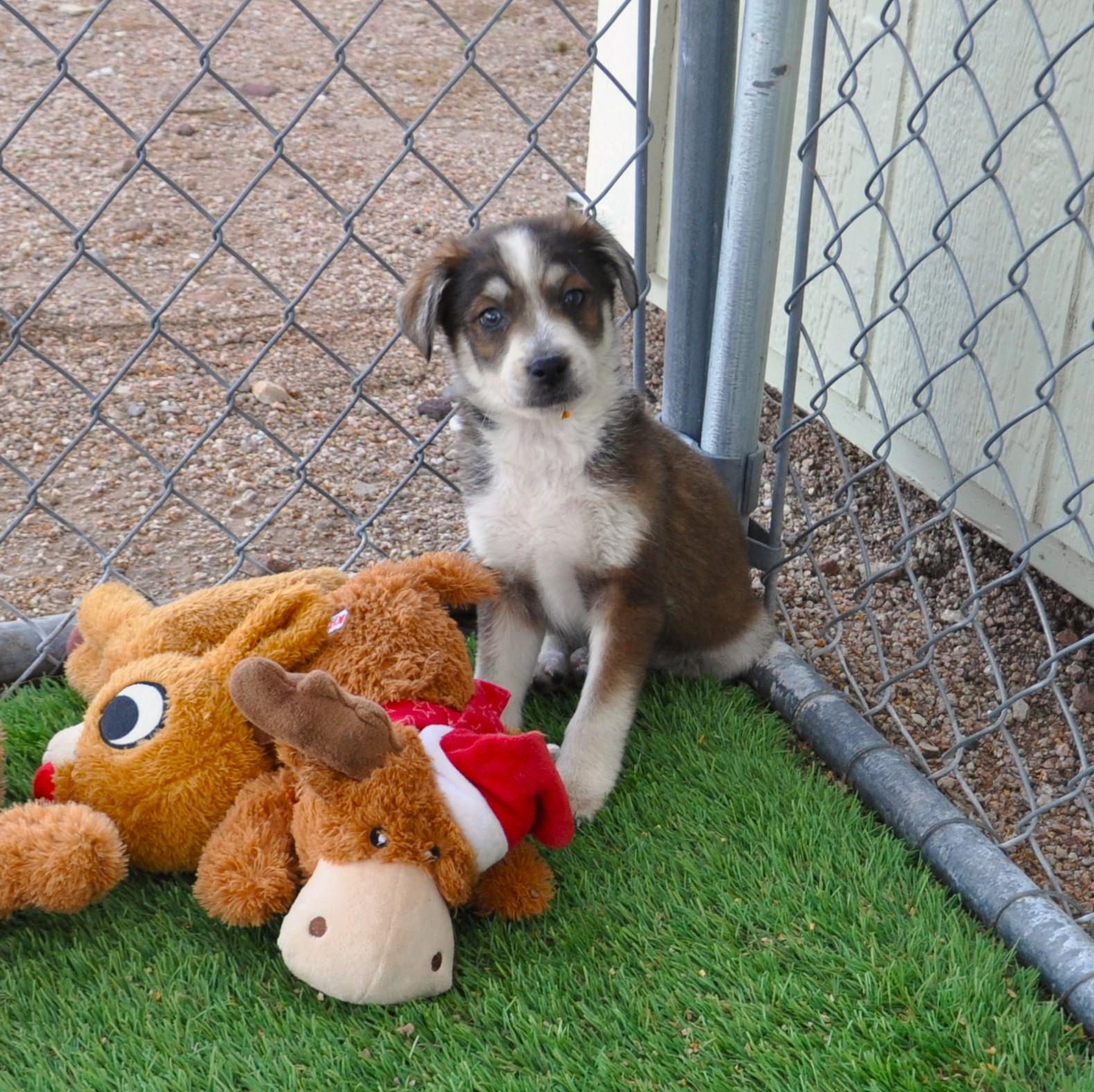 Enlarge Cheer, an adoptable mixed breed in Apache Junction, AZ image 3/4