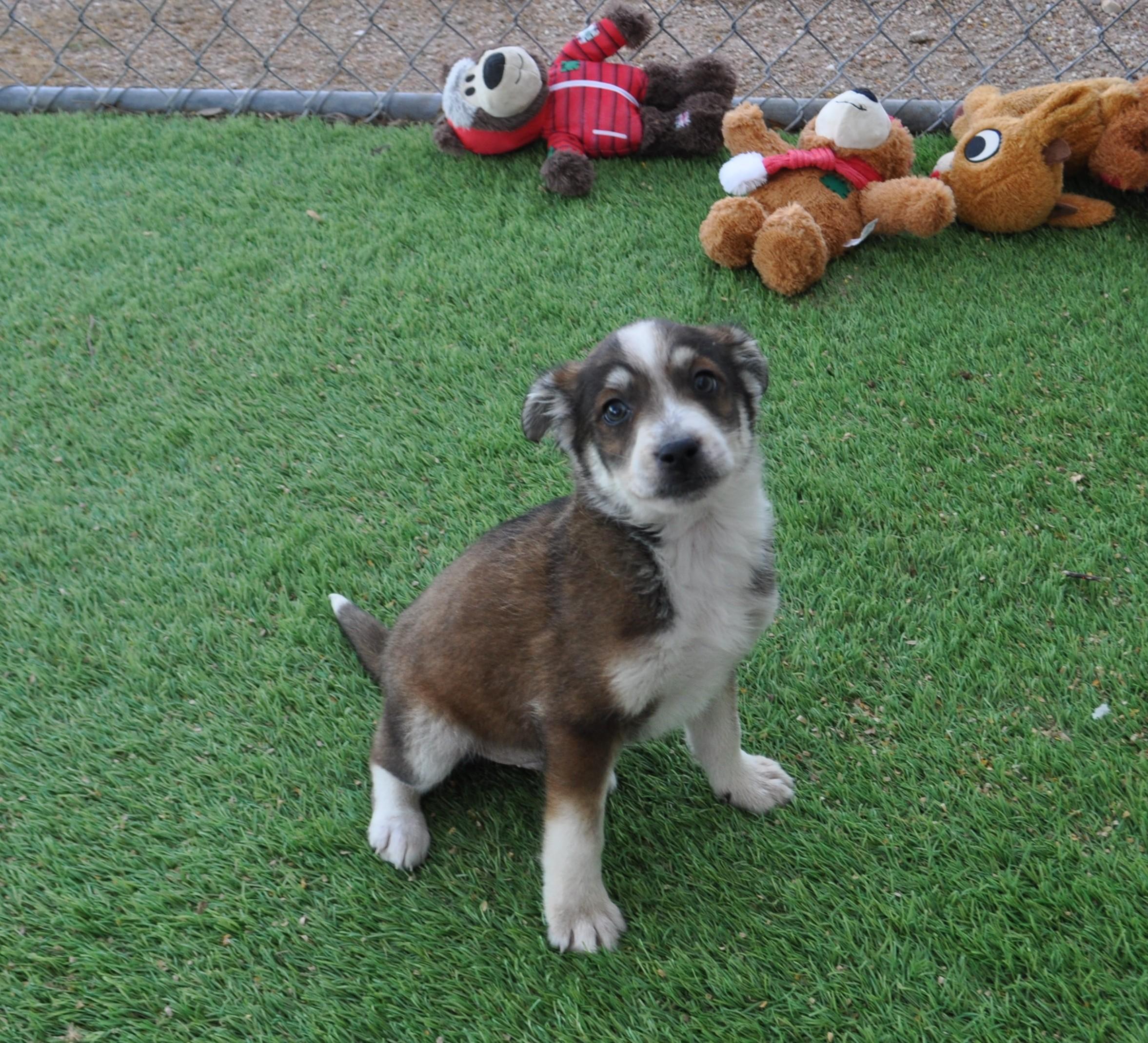 Enlarge Cheer, an adoptable mixed breed in Apache Junction, AZ image 2/4