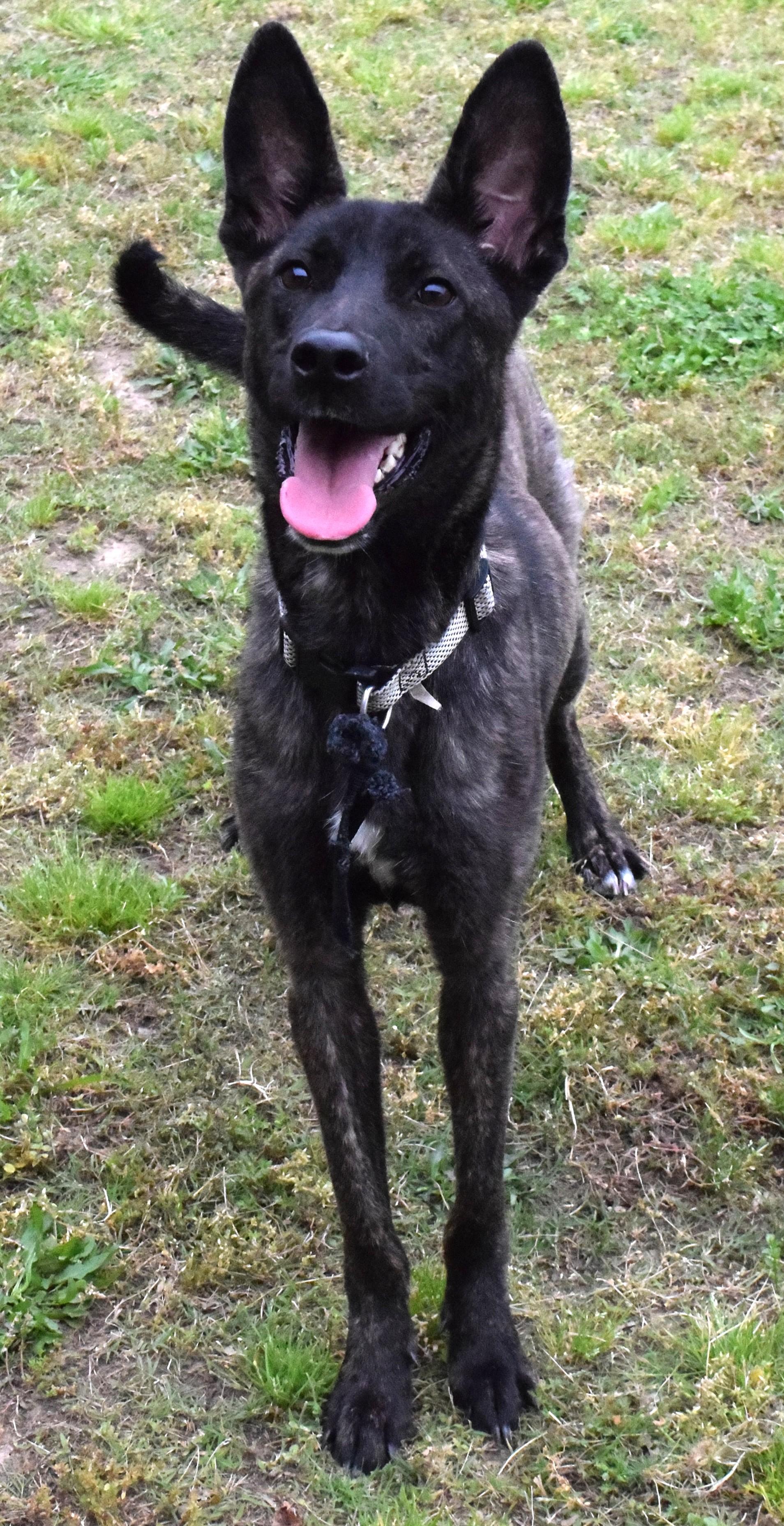Enlarge #22171, an adopted mixed breed in Broken Arrow, OK image 1/1