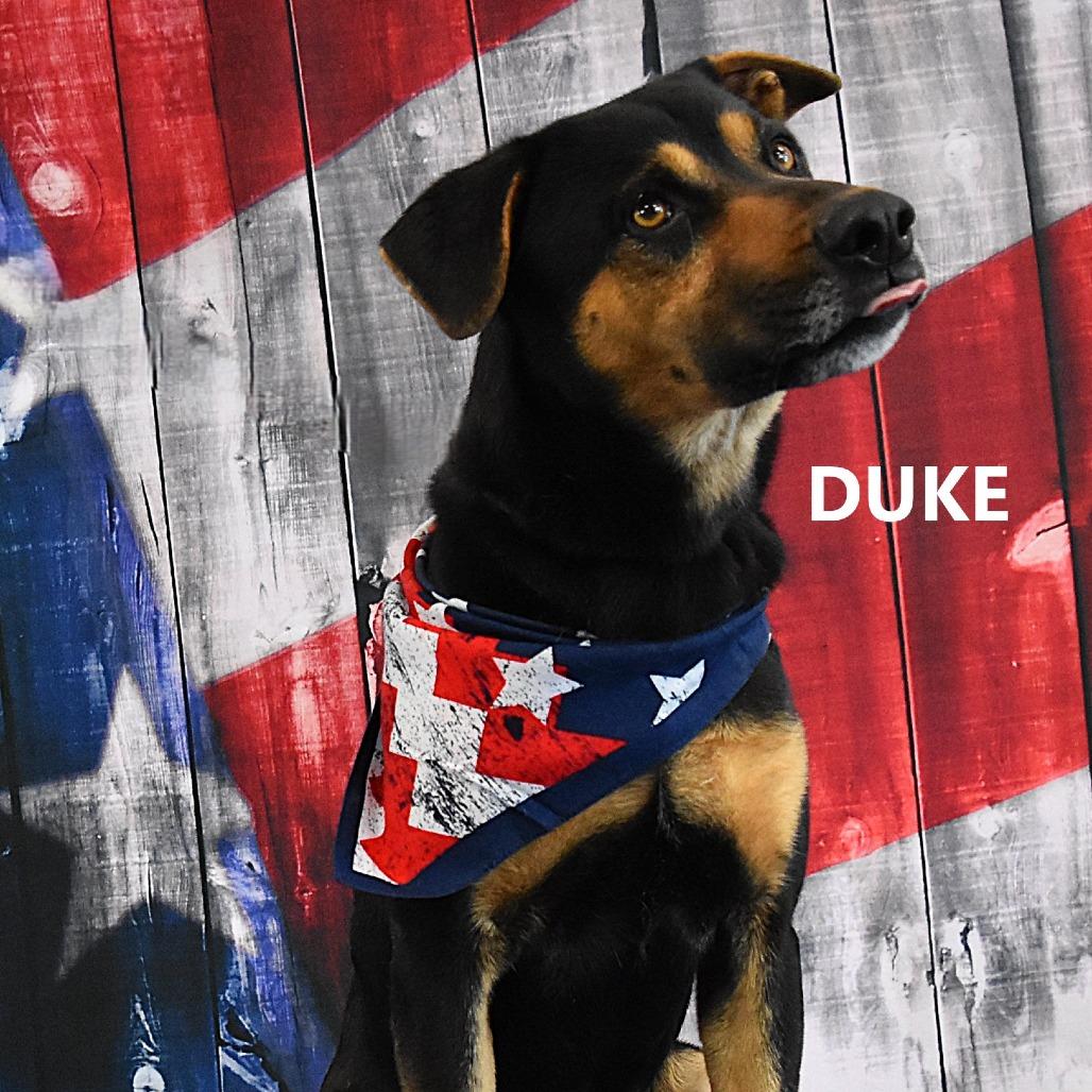 Duke, Adoptable, Adult Male Rottweiler & Doberman Pinscher.