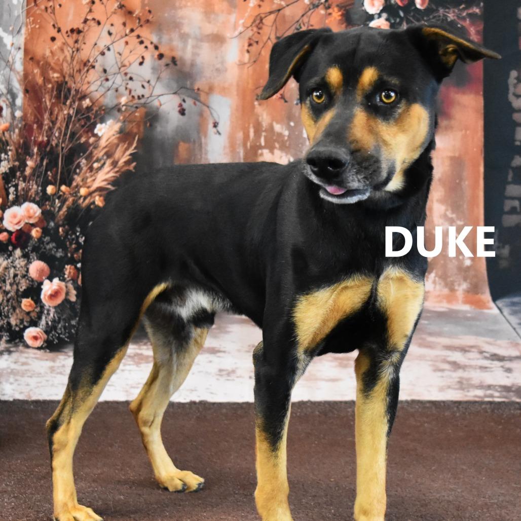 Duke, Adoptable, Adult Male Rottweiler & Doberman Pinscher.
