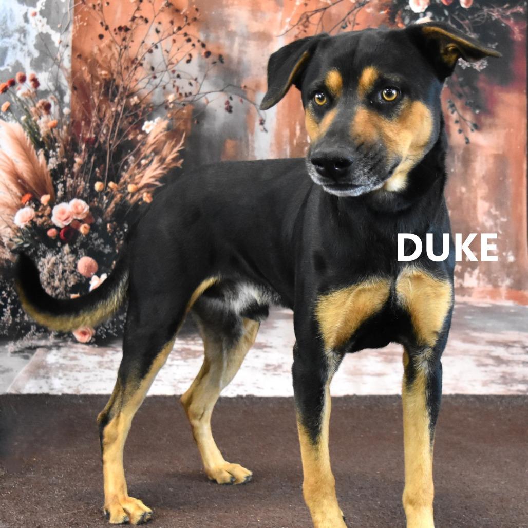 Duke, a Adoptable mixed breed in Yuma, AZ image 2/2