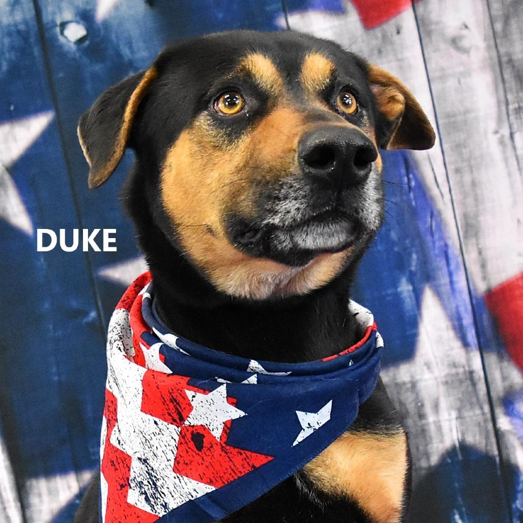 Duke, a Adoptable mixed breed in Yuma, AZ image 4/4