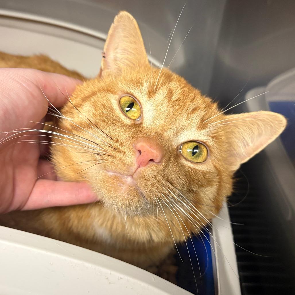 Chef Boyardee, Adoptable, Adult Male Domestic Short Hair.