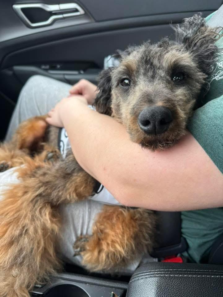 Enlarge Remy, a ADOPTABLE Miniature Poodle in Calera, AL image 4/5
