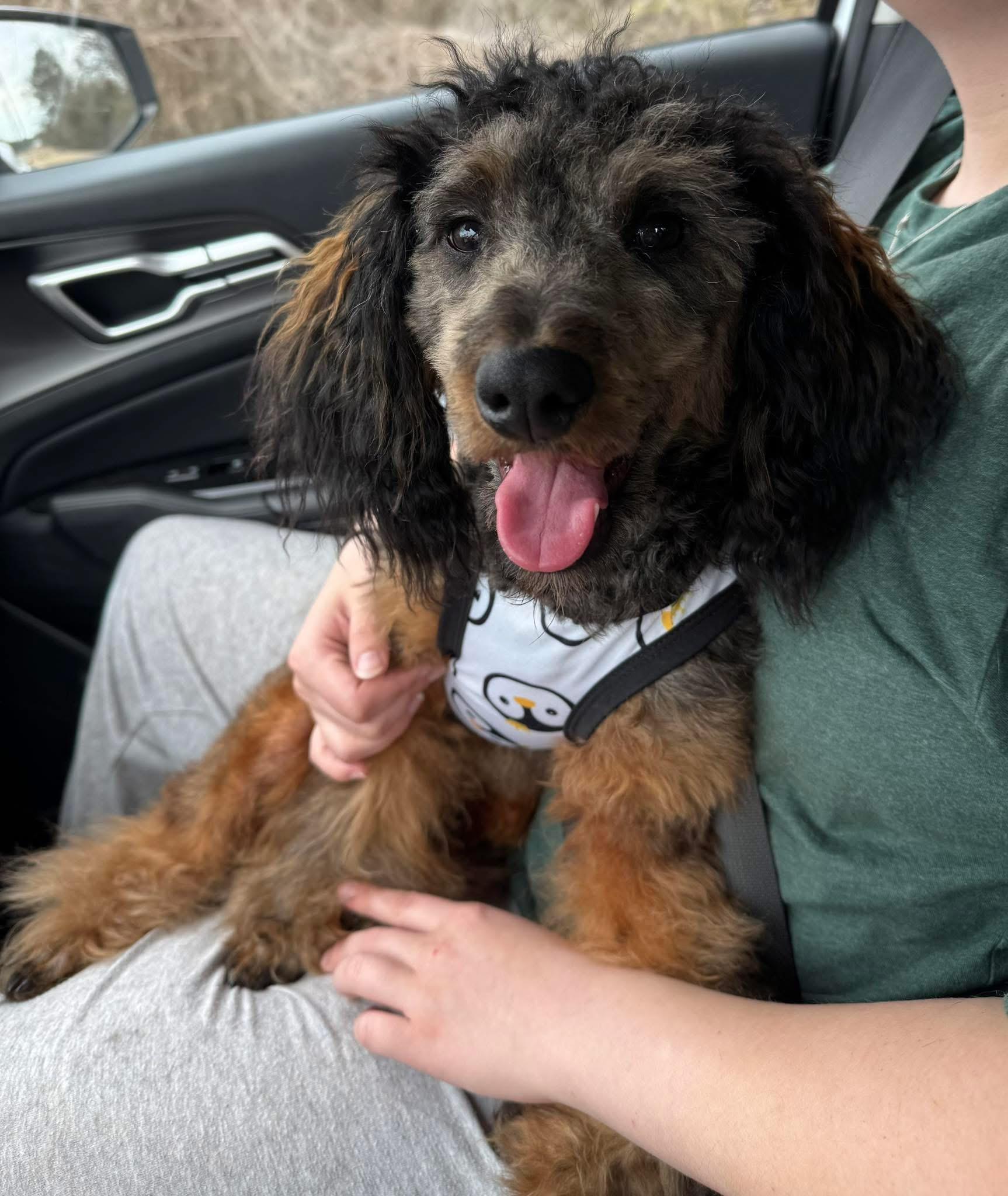 Enlarge Remy, a ADOPTABLE Miniature Poodle in Calera, AL image 3/5