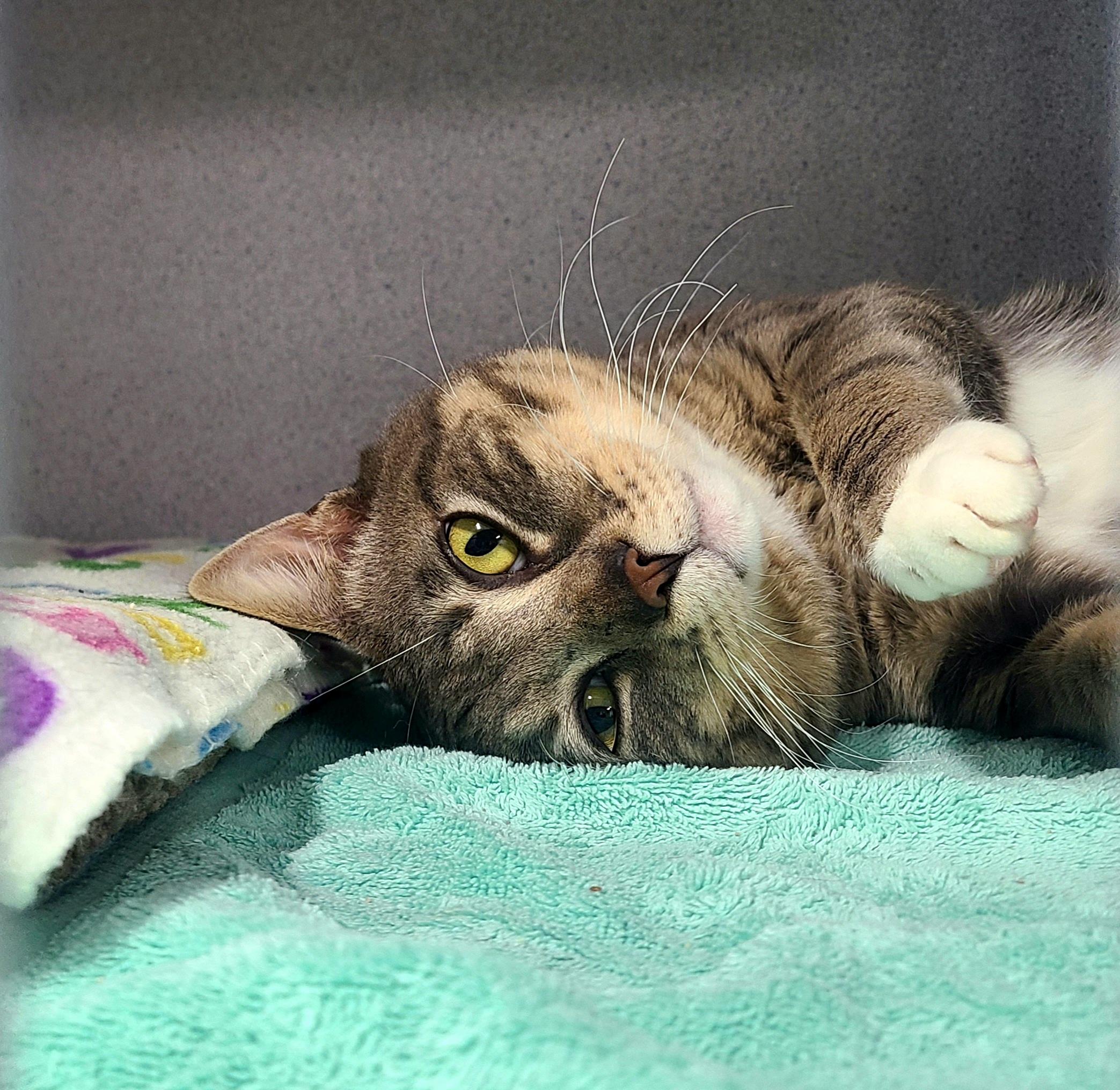 Eddy, adopted, Young Male Domestic Short Hair.