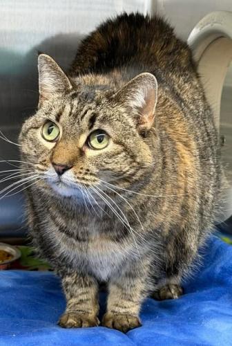 Cinder, Adoptable, Adult Female Domestic Short Hair.