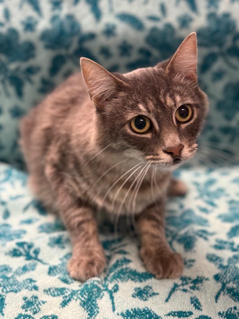 Enlarge Cookies and Cream, a Adoptable mixed breed in Vacaville, CA image 1/1