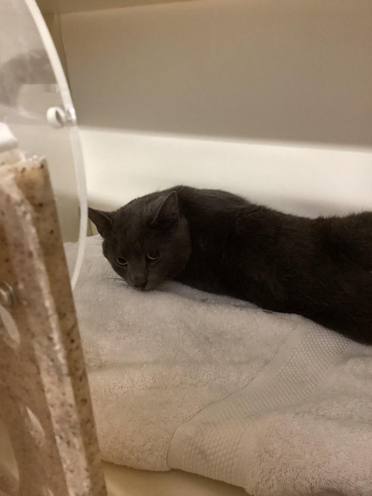 Working Cat: Mr. Gray, Adoptable, Adult Male Domestic Short Hair.