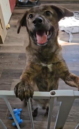 Enlarge Max, a Adopted mixed breed in Jasper, GA image 1/3