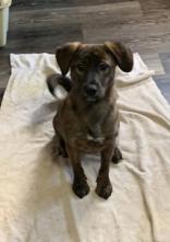 Max, Young Male Mixed Breed
