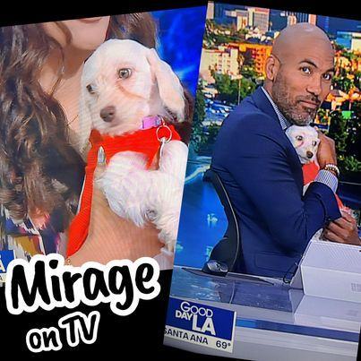 Enlarge Mirage, a Adoptable mixed breed in Glendora, CA image 5/6