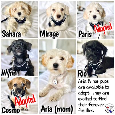 Enlarge Mirage, a Adoptable mixed breed in Glendora, CA image 4/6