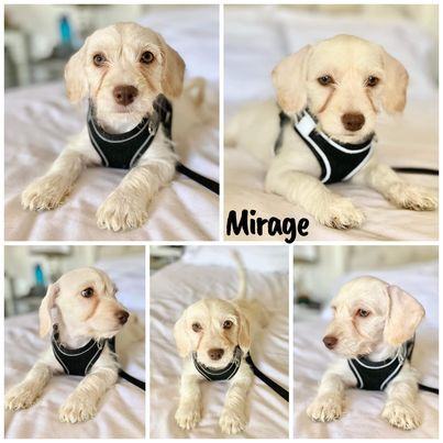 Enlarge Mirage, a Adoptable mixed breed in Glendora, CA image 3/6